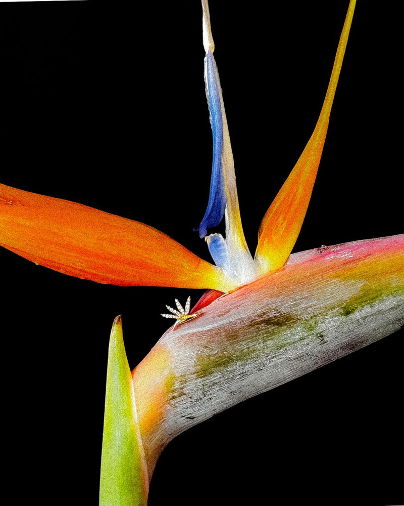 Birds Of Paradise Stud Earrings
